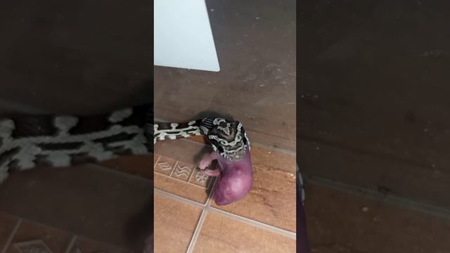 Кормление малыша маисового полоза номер ЧЕТЫРЕ. 15 октября 2025 г. смотреть онлайн