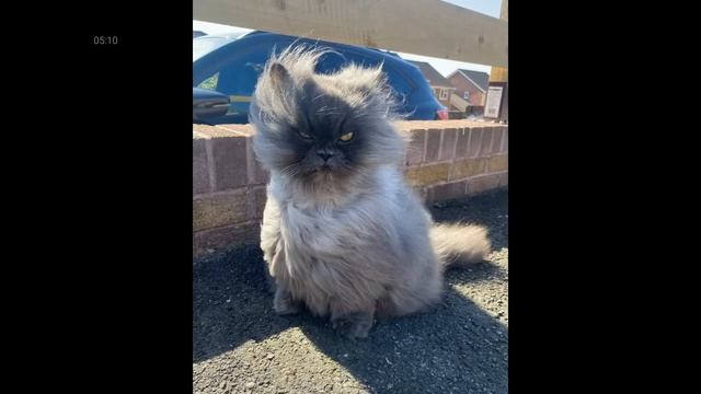 смешные видео про котов 3 смотреть онлайн