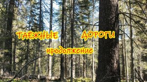 Чикойские кедровники. Продолжаем путь по таёжной дороге.
