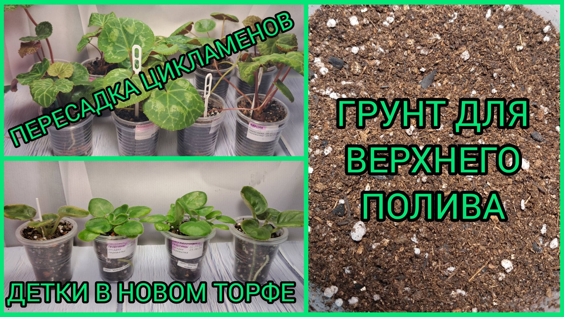 Грунт для верхнего полива. Пересадка цикламенов. Детки фиалок в новом торфе. смотреть онлайн