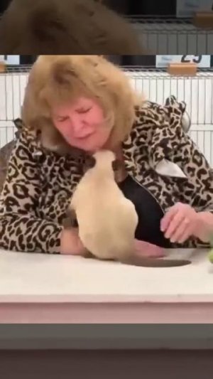 На кошачьей выставке во Флориде произошёл профессиональный подкуп судьи