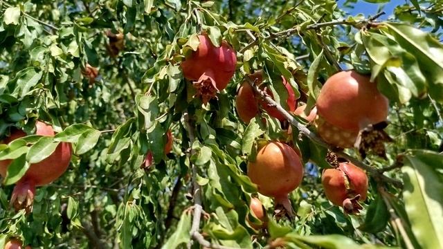 Из КАПАНА в МЕГРИ.Армения.11.09.2025.День 4 смотреть онлайн