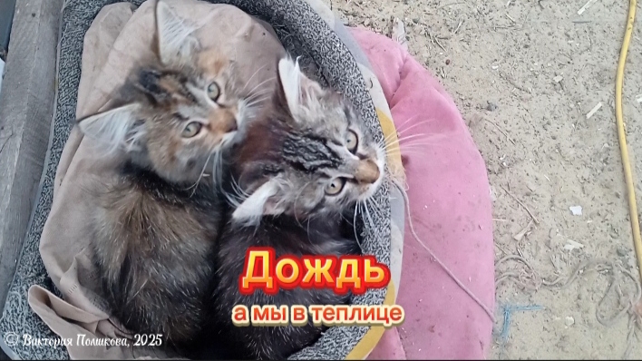 Дождь, а мы с котятами в теплице смотреть онлайн