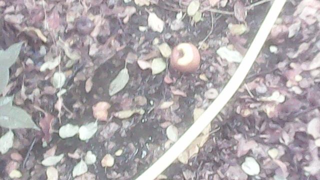 Влагозарядковый полив яблони