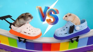 🐹Хомяки бегают на полосе препятствий🔥