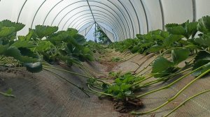 Разбор ошибок 2025: Почему я выбросил часть грядки и поменял сорт?