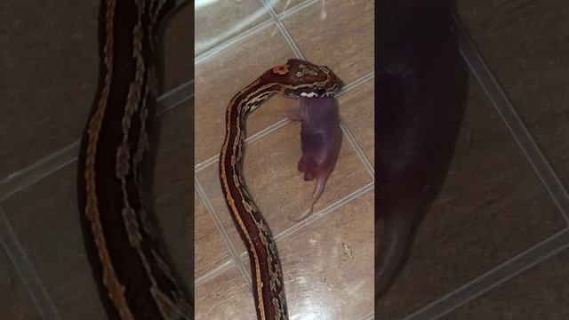 Кормление малыша маисового полоза номер ШЕСТЬ. 15 октября 2025 г. смотреть онлайн