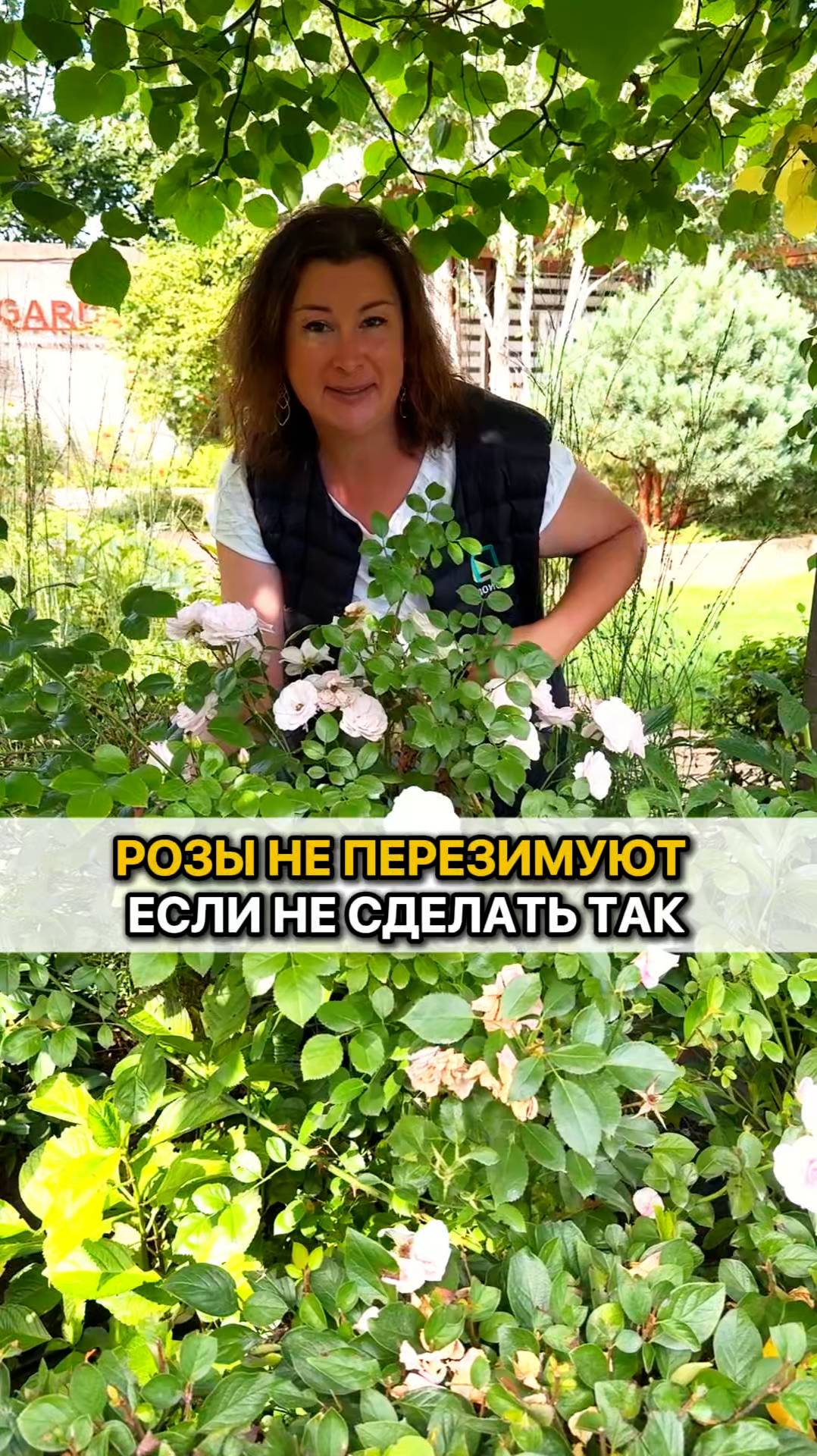 РОЗЫ НЕ ПЕРЕЗИМУЮТ, если не сделать так!