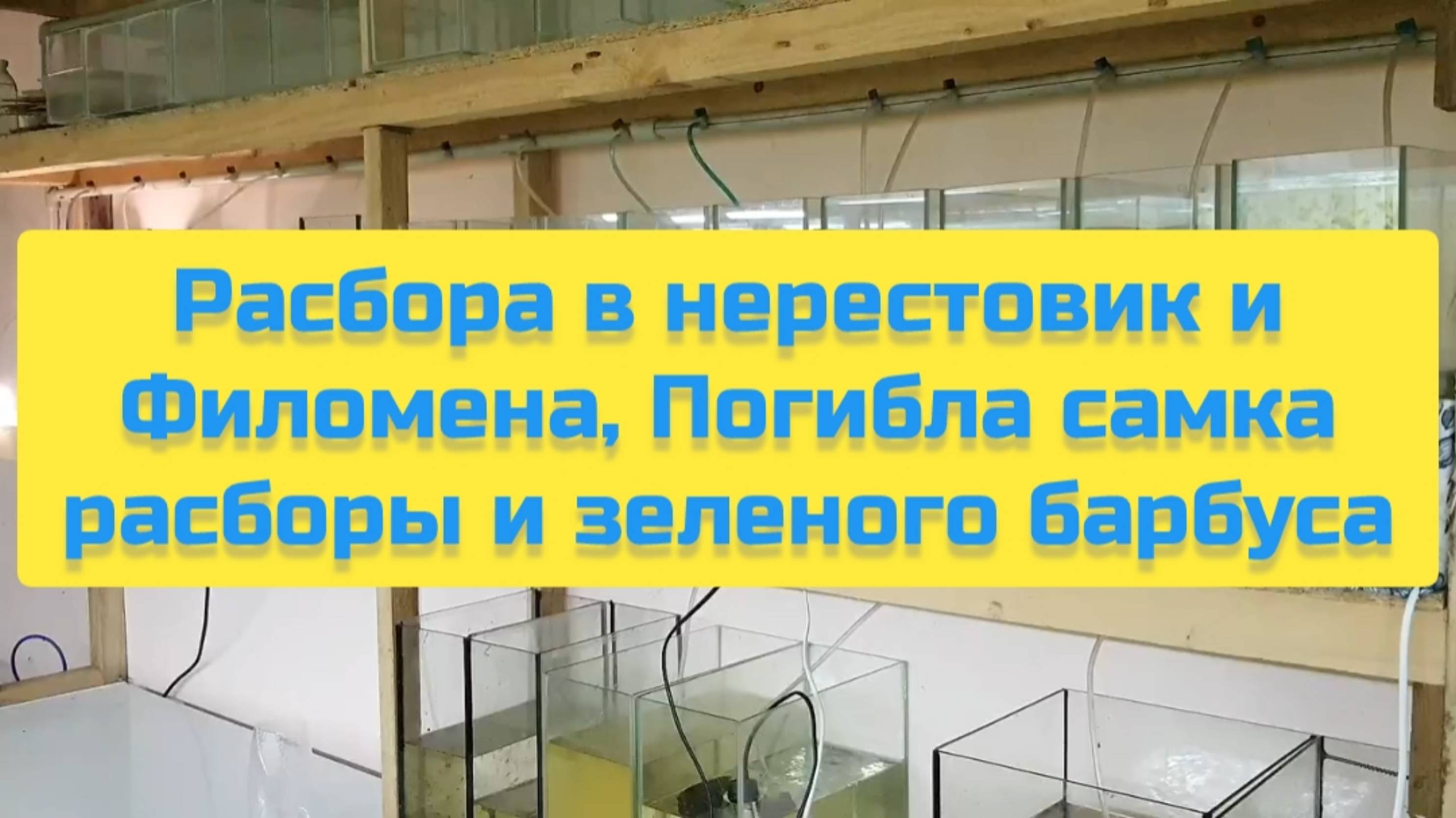 РАСБОРА В НЕРЕСТОВИК И ФИЛОМЕНА, ПОГИБЛА САМКА РАСБОРЫ И ЗЕЛЁНОГО БАРБУСА смотреть онлайн
