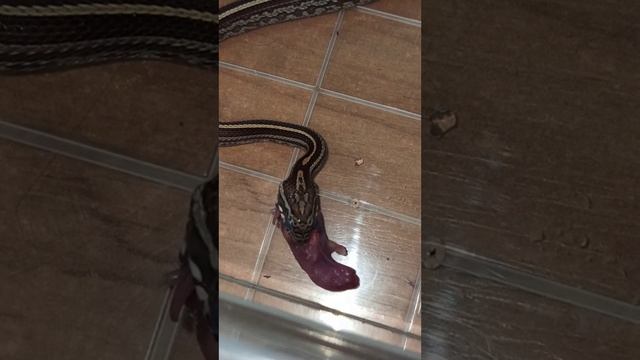 Кормление малыша маисового полоза номер СЕМЬ. 15 октября 2025 г. смотреть онлайн