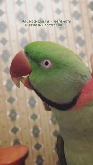 Попугай красиво поет😊