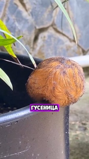 😱ЧТО это за СУЩЕСТВО!? [OGN