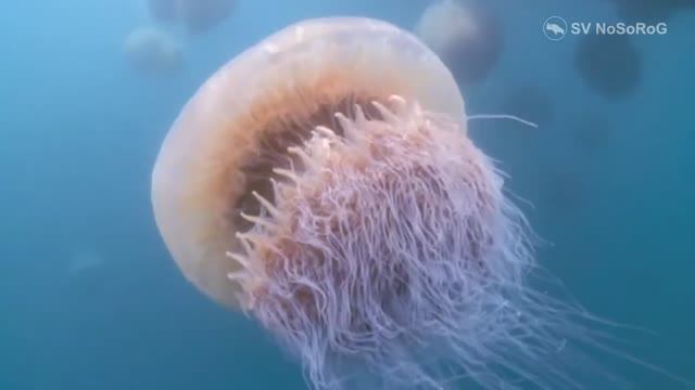 Как действует на человека яд Гигантской медузы Номура (Nomura's jellyfish) — Nemopilema nomurai ? смотреть онлайн