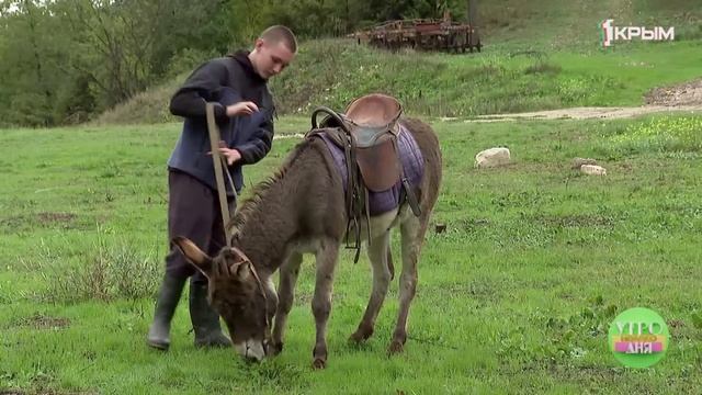 Как животные могут оказывать поддержку и утешение смотреть онлайн