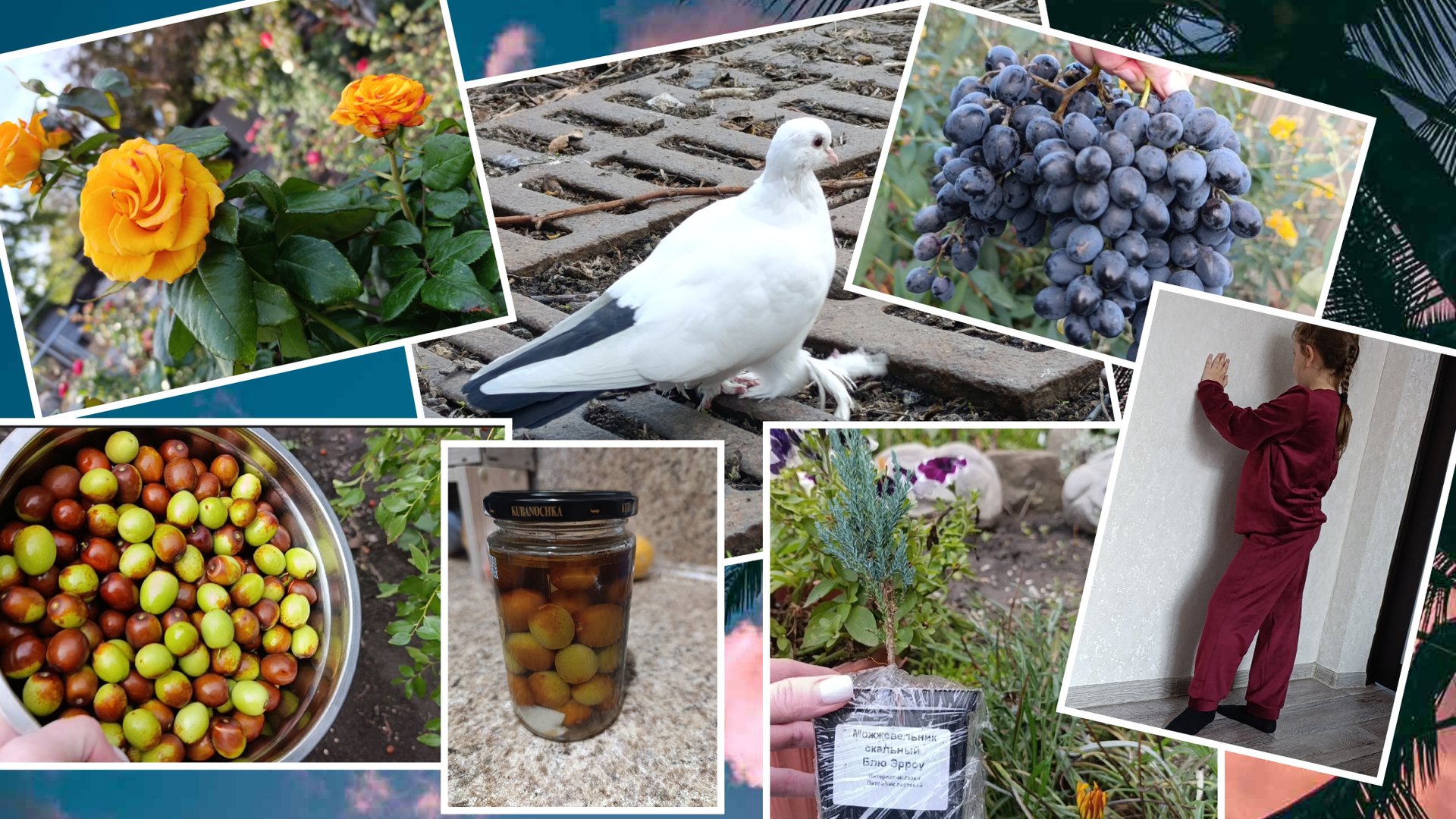 Замариновала унаби / Обновила дочке гардероб / Новое растение. смотреть онлайн