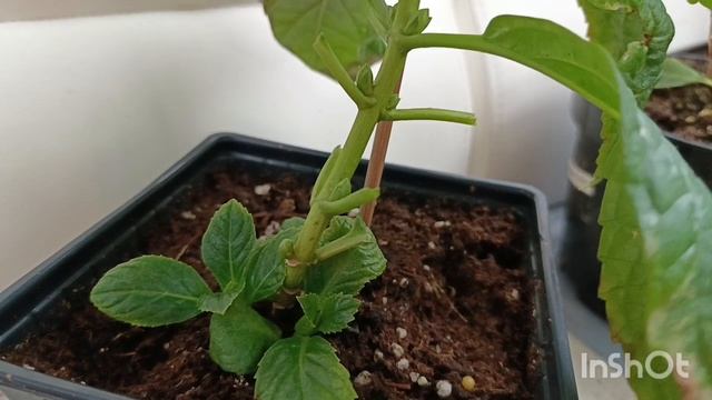 Подготовка крупнолистных гортензий к зиме 🌿❄️ смотреть онлайн