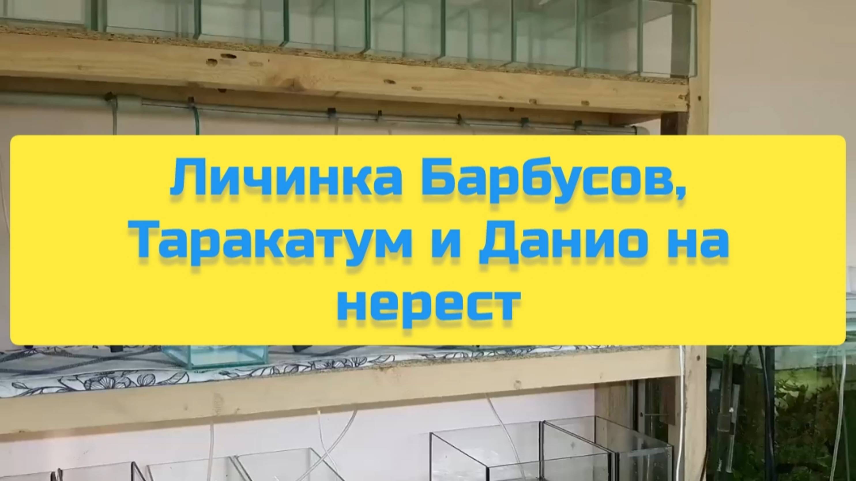 ЛИЧИНКА БАРБУСОВ, ТАРАКАТУМ И ДАНИО НА НЕРЕСТ смотреть онлайн