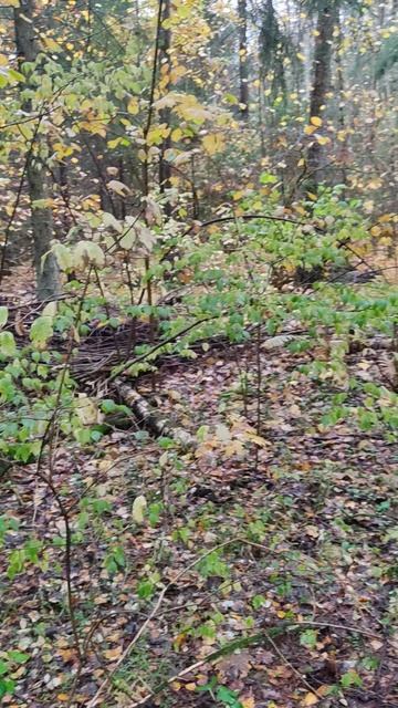 Вот такой вот лесной монстр...