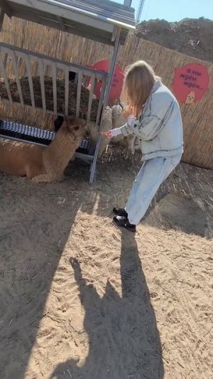 Альпакости