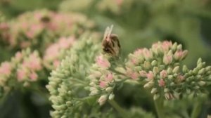 Красивая Азербайджанская музыка