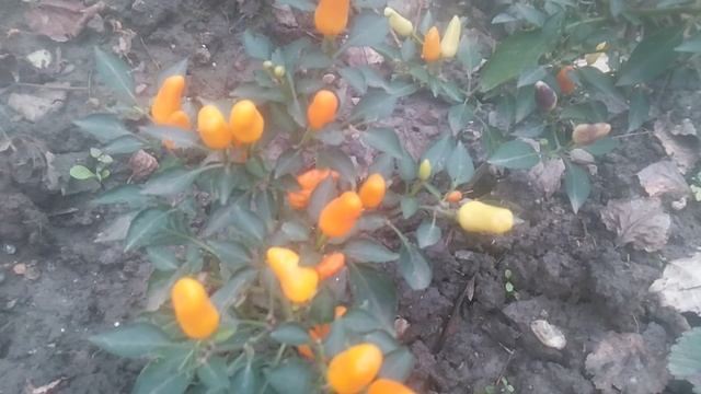 Декоративные перцы  являются разновидностью перца чили.