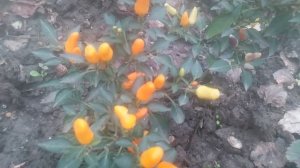 Декоративные перцы  являются разновидностью перца чили.