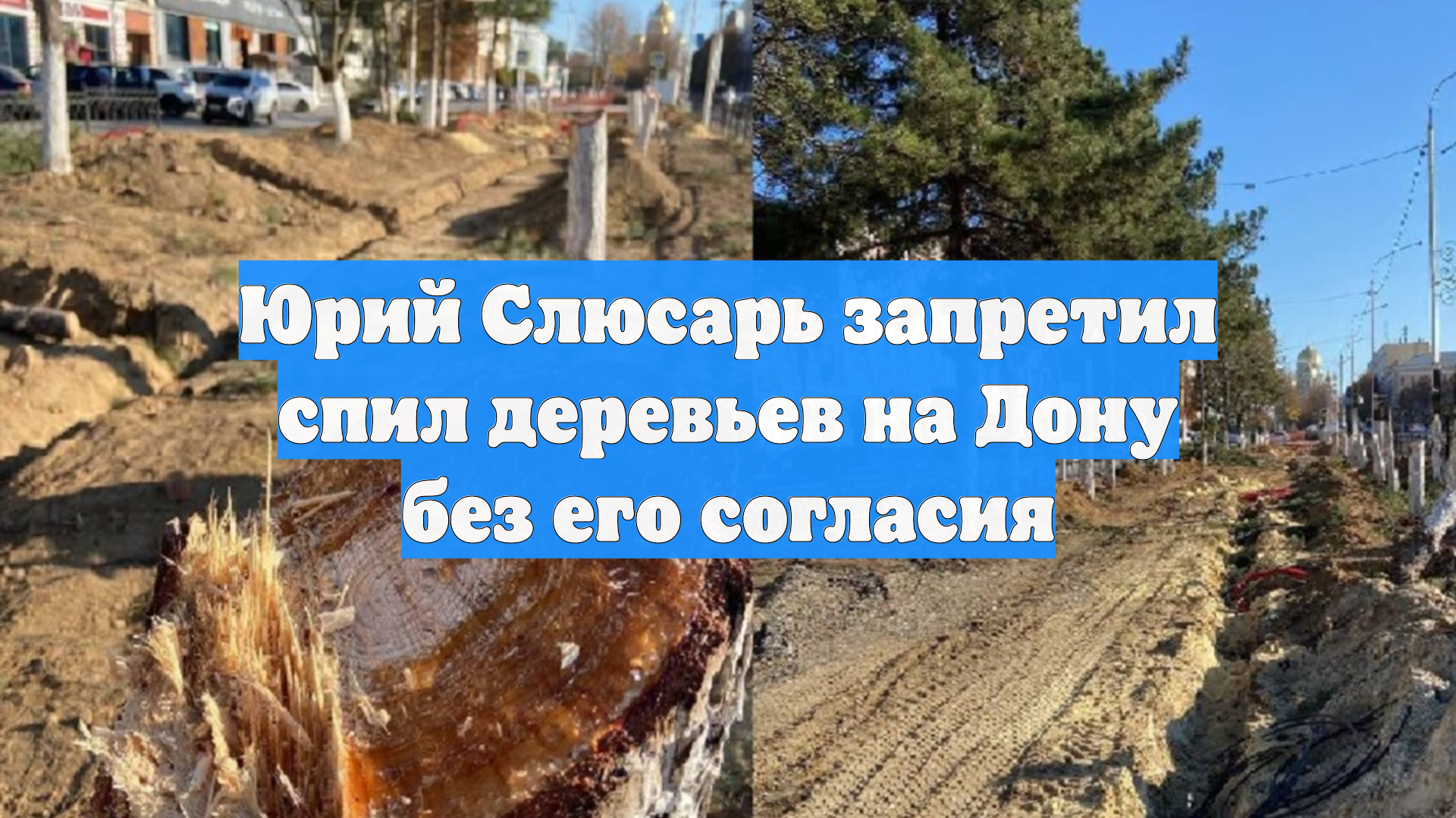 Юрий Слюсарь запретил спил деревьев на Дону без его согласия