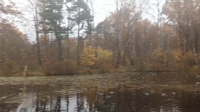 1000020106.mp4    Пруд. Утки.
Санкт-Петербург  16.10 2025 год.