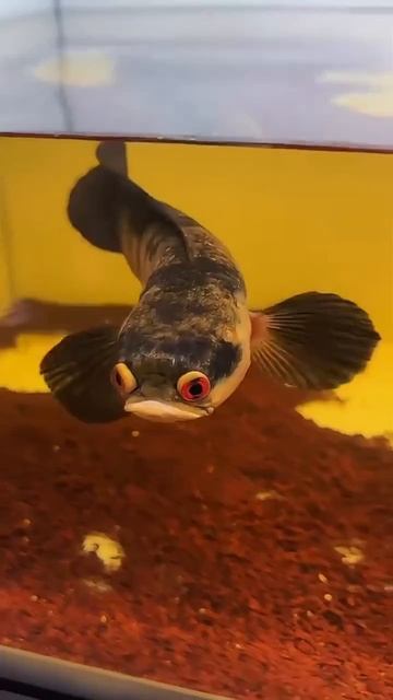 Милейший змееголов (Channa sp.) И напоминание, что недостатки делают нас уникальными✨ смотреть онлайн