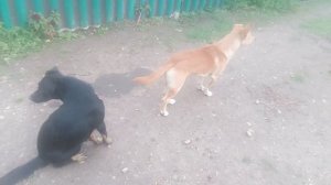 Пёс рыжик охота