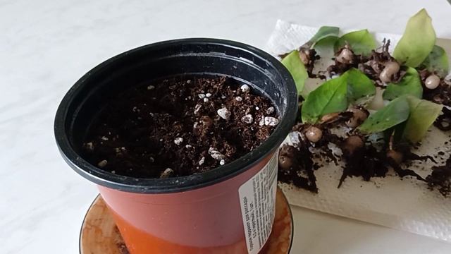 Укоренение листиков Замиокулькаса смотреть онлайн