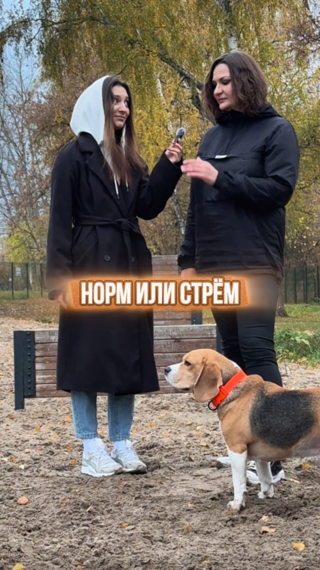 Говорите будь здоров своей собаке?😅 смотреть онлайн