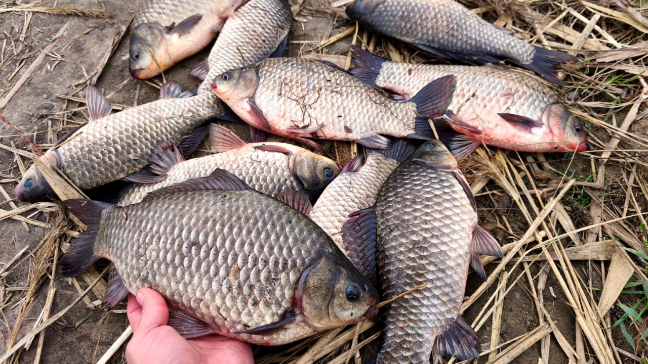 КРУПНЫЙ ОСЕННИЙ КАРАСЬ НА ДОНКУ. Шикарное закрытие сезона рыбалки