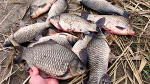 КРУПНЫЙ ОСЕННИЙ КАРАСЬ НА ДОНКУ. Шикарное закрытие сезона рыбалки