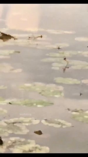 Видео от За Трофеем: Охота и Рыбалка