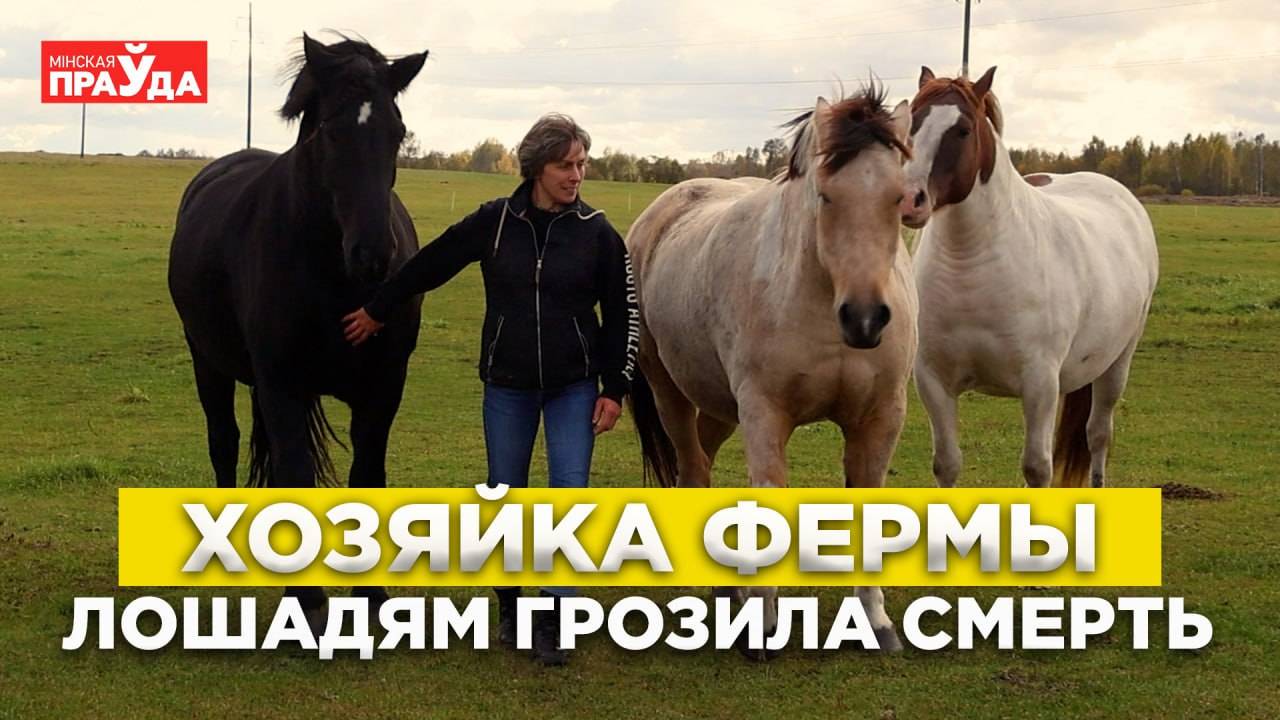 Продала квартиру ради лошади и построила ферму для спасенных животных смотреть онлайн