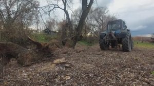 Тащу мощную корягу на МТЗ-82!