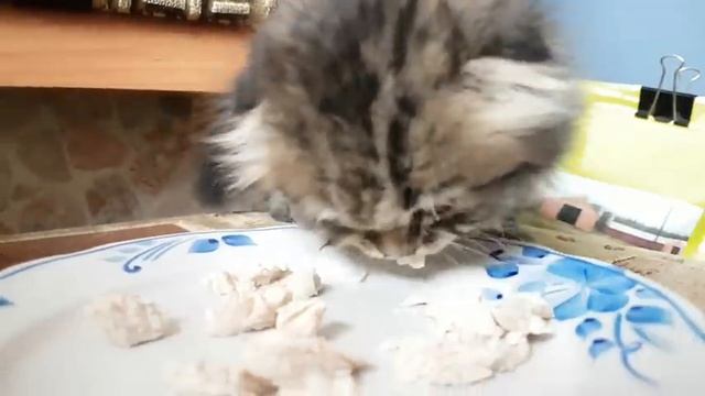 Котенок защищает кусочки курятины. Рычит и фыркает. смотреть онлайн
