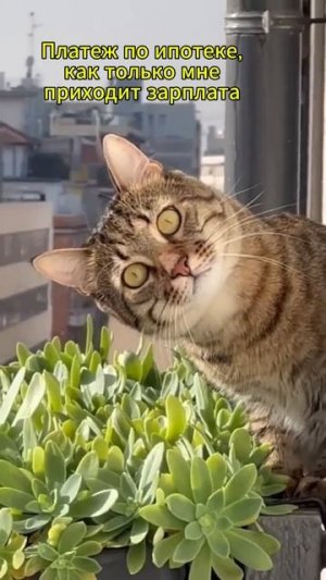 Когда тебе выдали зарплату