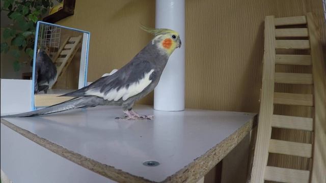 Корелла поет. Сборник