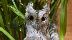 Хитрые совы! Как сова сплюшка Трунь потерял кольцо. Коварные сплюшки меня  обманули и всех запутали