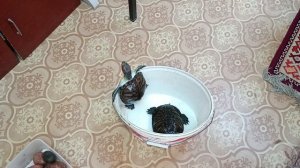 И снова красноухие черепахи