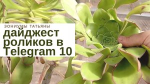 204. Дайджест роликов в Телеграм - 10