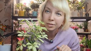 Пересадка алоказии и шефлеры