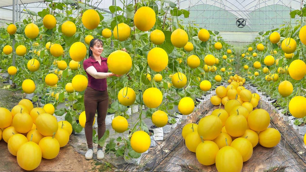 Harvesting Many Yellow Melons In The Greenhouse, Use 3-Wheeled Truck Transport Melons Go To Sell.