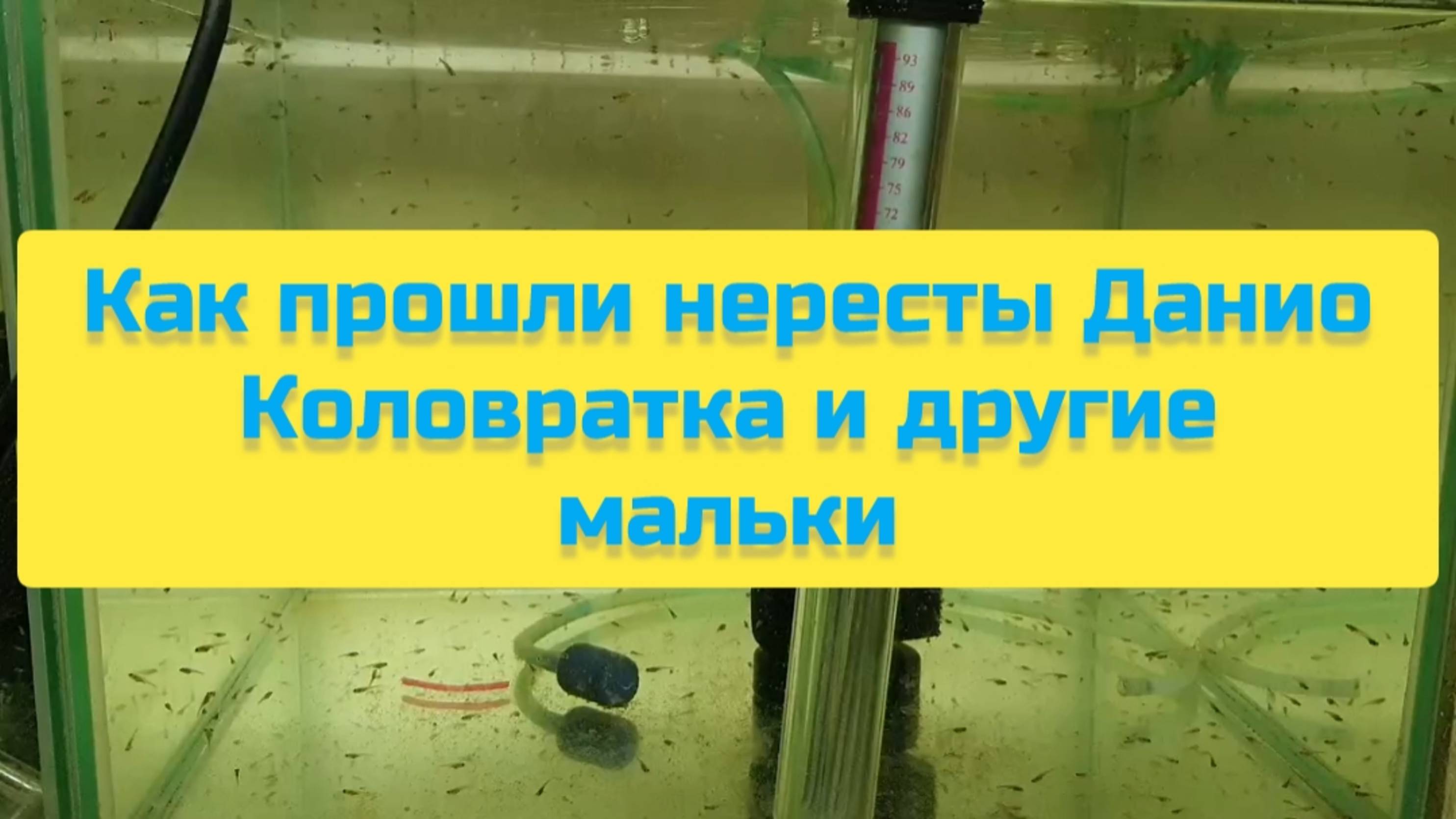 КАК ПРОШЛИ НЕРЕСТЫ ДАНИО КОЛОВРАТКА И ДРУГИЕ МАЛЬКИ смотреть онлайн