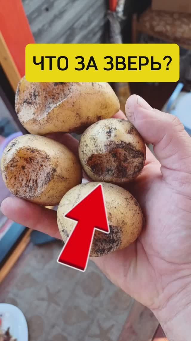 Дачная жизнь / Домашние рецепты