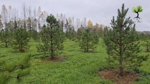 Питомник хвойных растений Сервис БиС