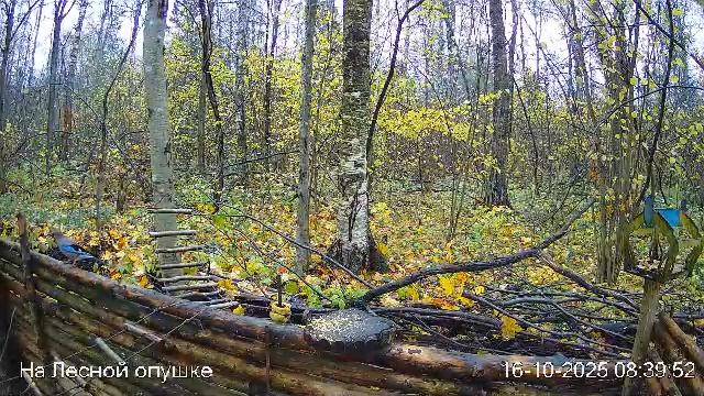 🍂ОКТЯБРЬ в ЛЕСУ онлайн #Relaxing #природа #звуки леса #птицы #погода🍁 смотреть онлайн