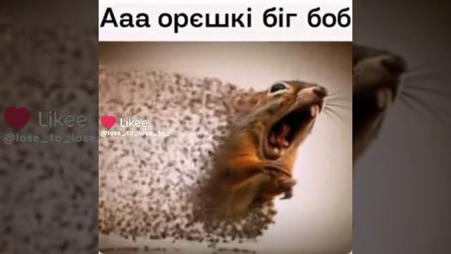 АААА, ОРЕШКИ БИГ БОБ ПОПАЛИСЬ ГНИЛИЕ смотреть онлайн